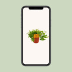 Peperomia Ang. Rocca Vivace – Ø11 cm, 15 cm høj