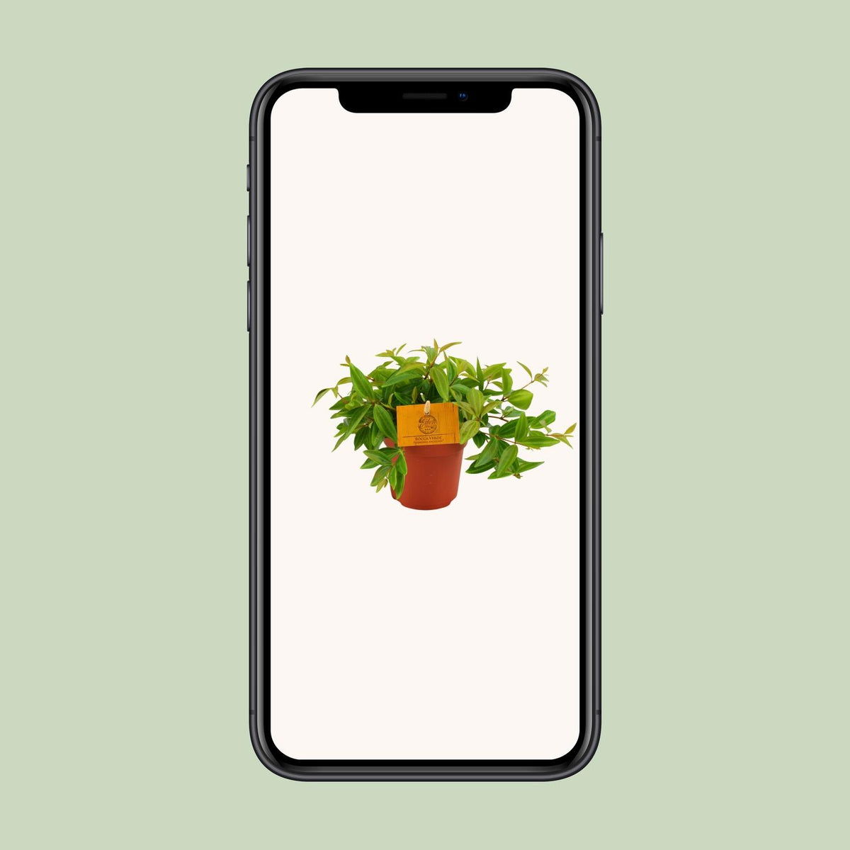 Peperomia Ang. Rocca Vivace – Ø11 cm, 15 cm høj