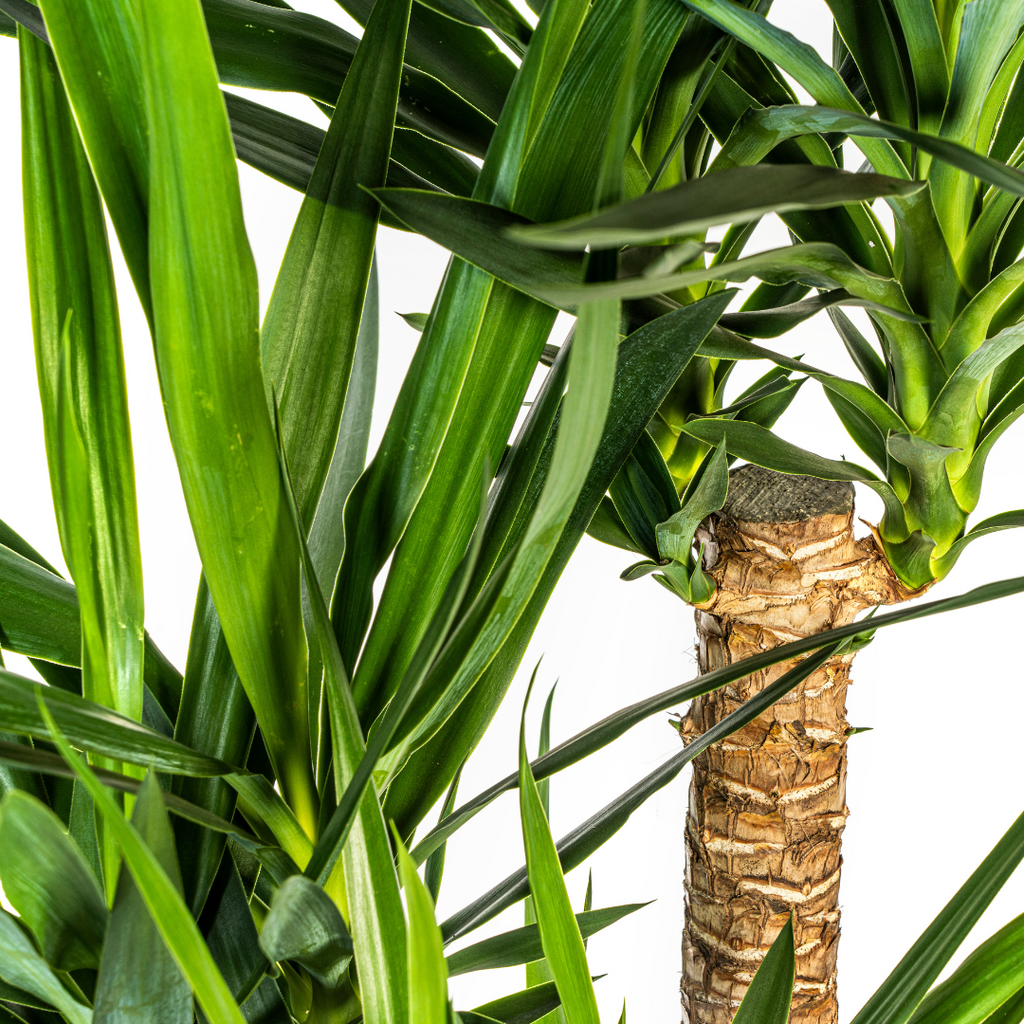 Yucca elephantipes Vertakt met mand – Ø24 cm, 80–100 cm hoog