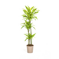 Dracaena Deremensis Lemon Lime (drakenboom) – Ø24 cm, 130–150 cm hoog