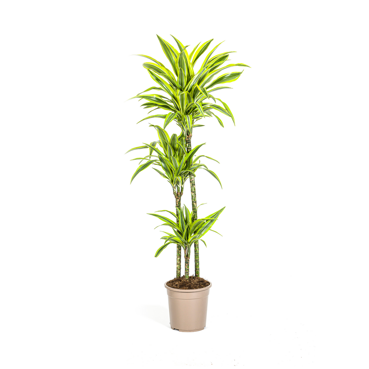 Dracaena Deremensis Lemon Lime (drakenboom) – Ø24 cm, 130–150 cm hoog