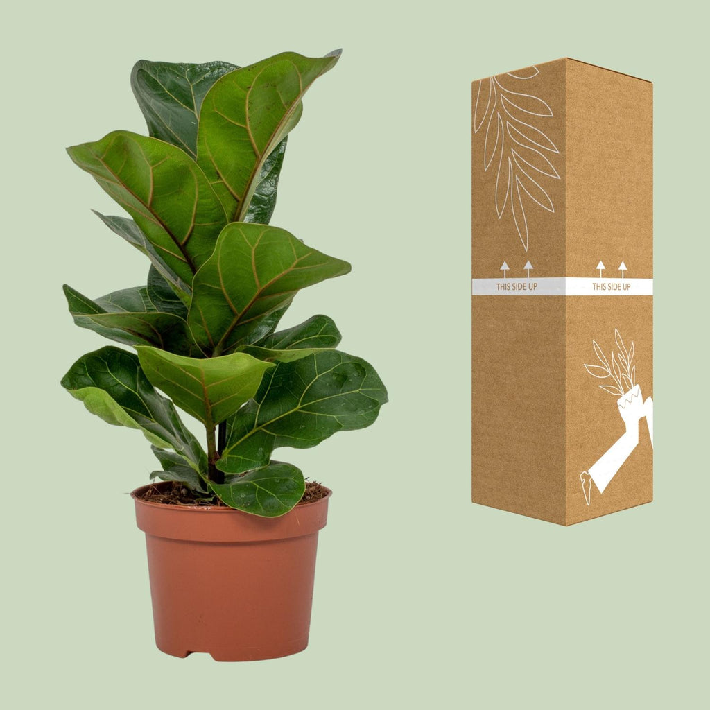 Ficus lyrata (vioolbladplant) – Ø12 cm, 30 cm hoog
