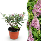 Buddleja davidii 'Butterfly Candy Little Pink' (vlinderstruik) – roze – Ø12 cm, 20–25 cm hoog