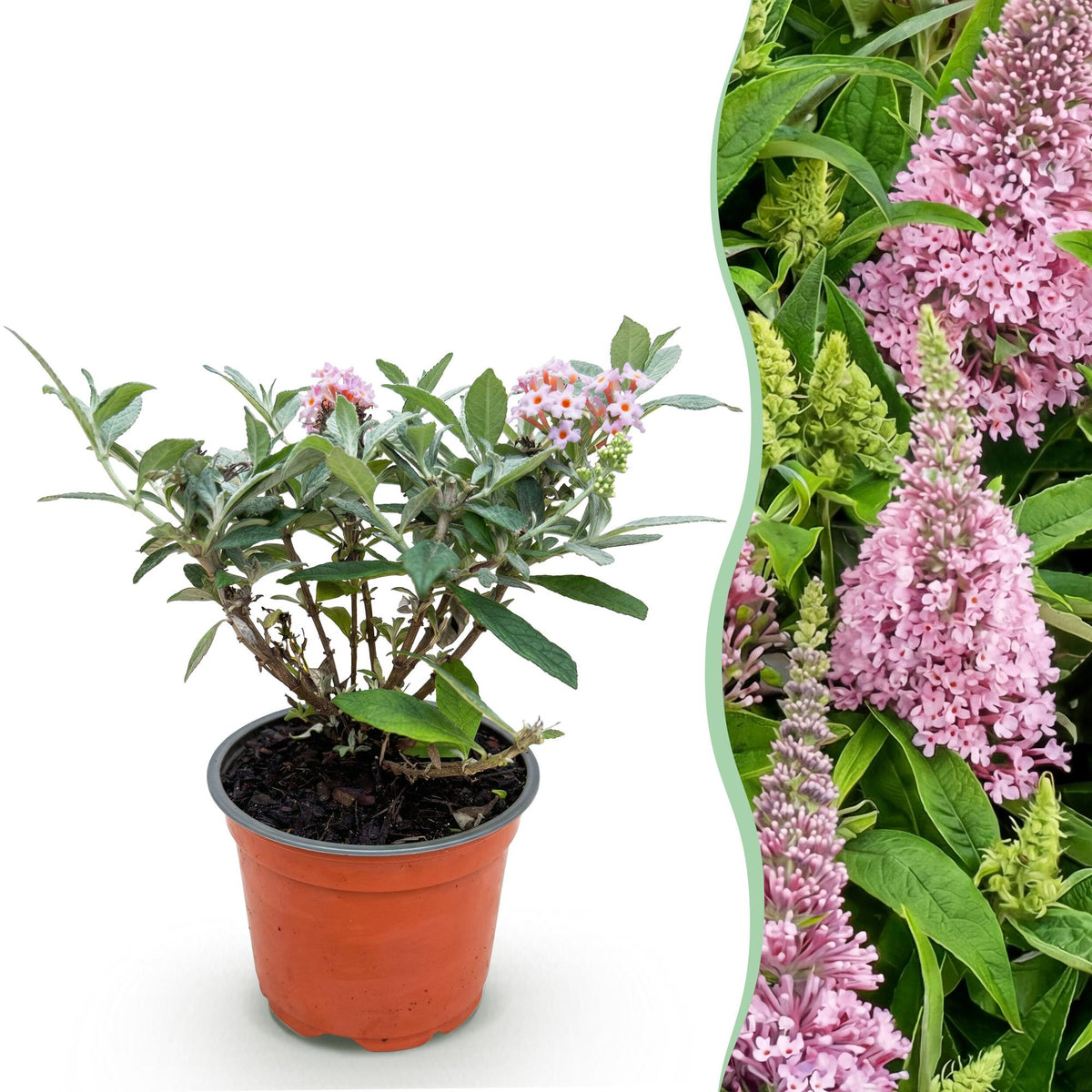 Buddleja davidii 'Butterfly Candy Little Pink' (vlinderstruik) – roze – Ø12 cm, 20–25 cm hoog