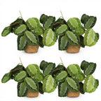 4× Maranta Fascinator Silverband (plante prieuse) avec panier – Ø12 cm, 25 cm de haut
