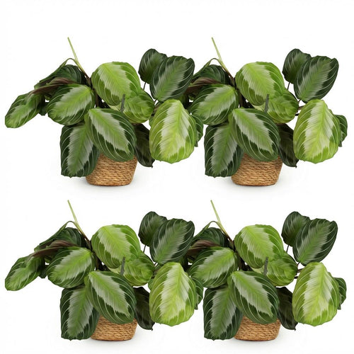 4× Maranta Fascinator Silverband (Gebetsstaude) mit Körbchen – Ø 12 cm, 25 cm hoch