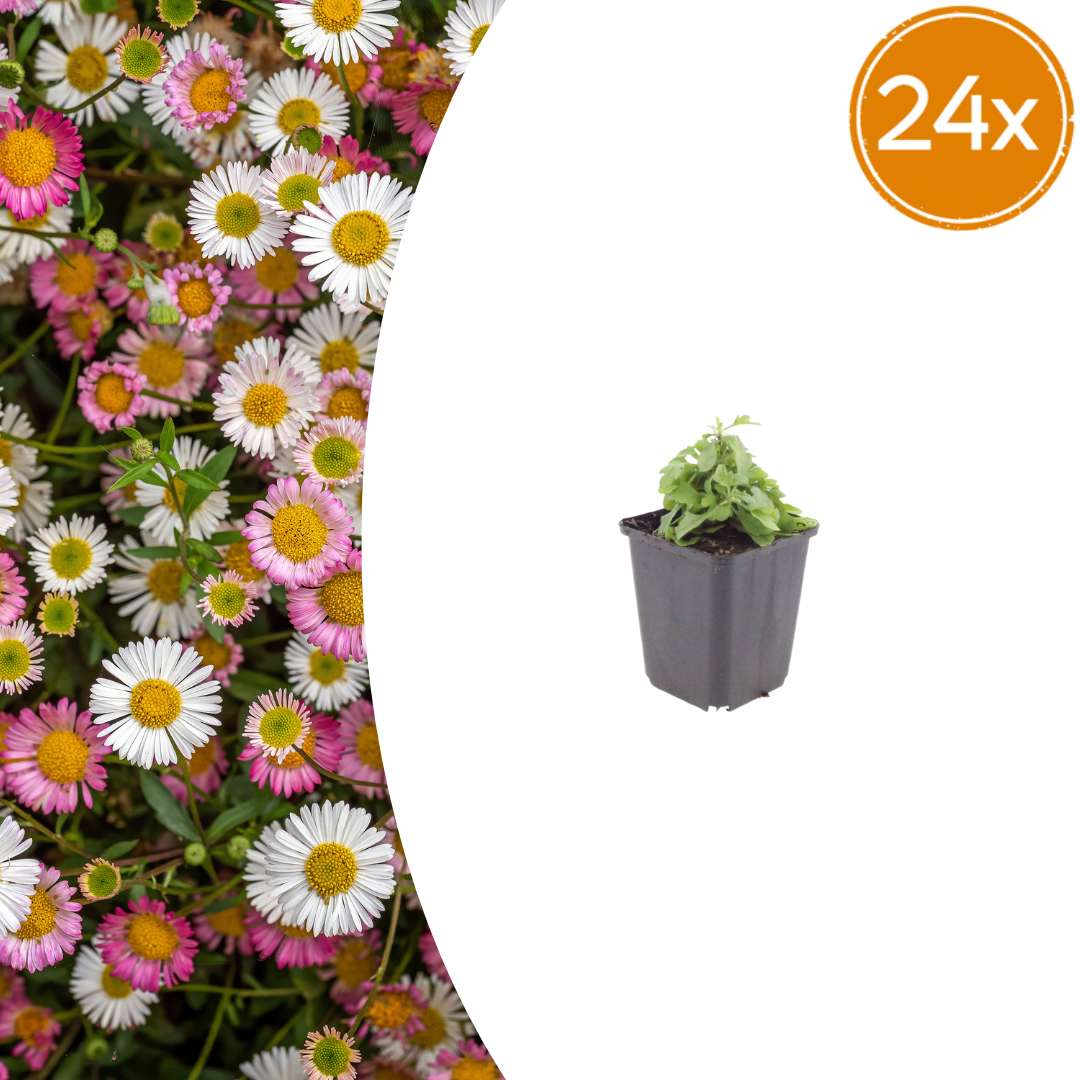 Erigeron karvinskianus (fine-leaved) – 24 plants, Ø9 cm, 10–25 cm high