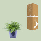 Asplenium Parvati (Vogelnestfarn) – Ø 21 cm, 40 cm hoch