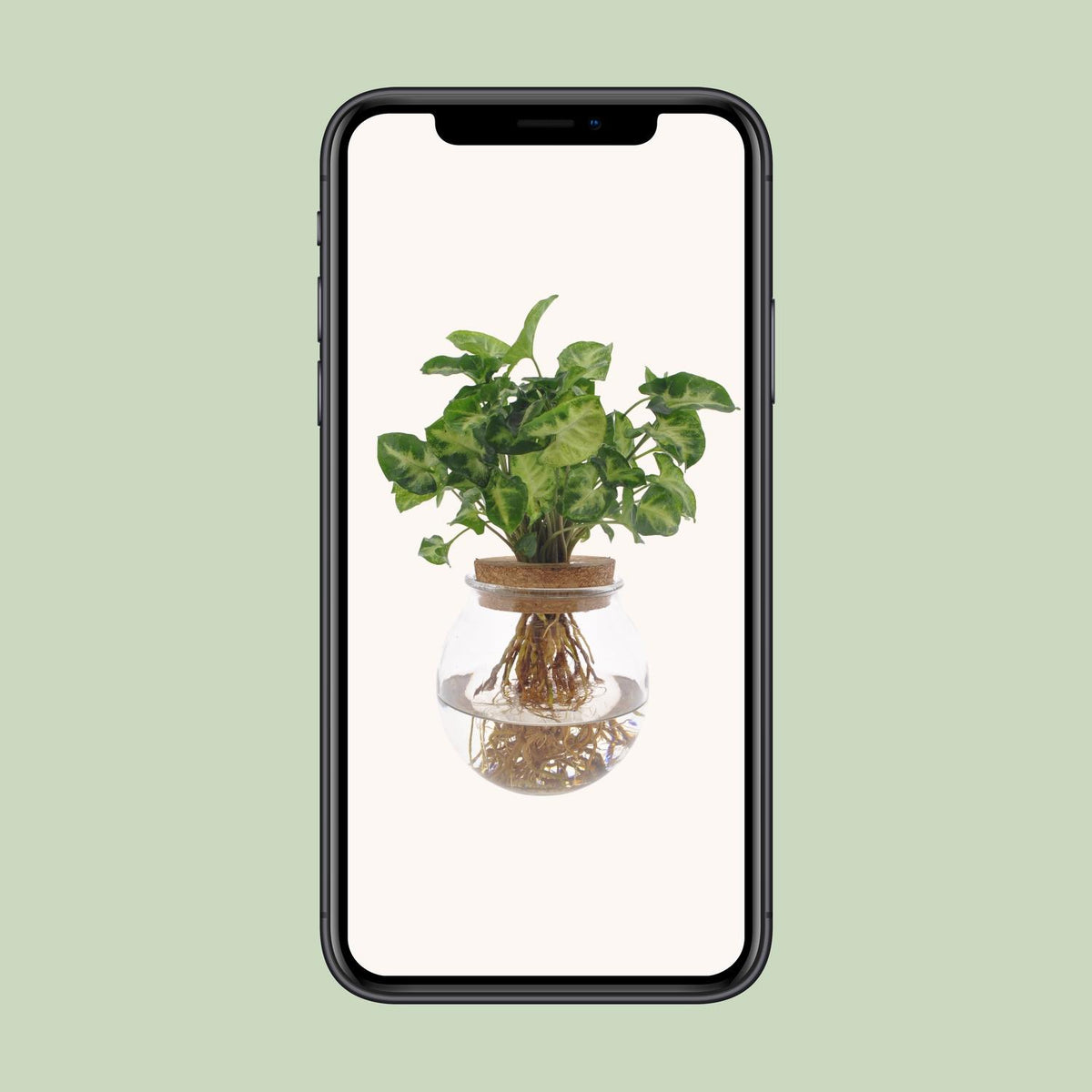 Syngonium Pixie – Ø 12 cm, 30 cm hoch