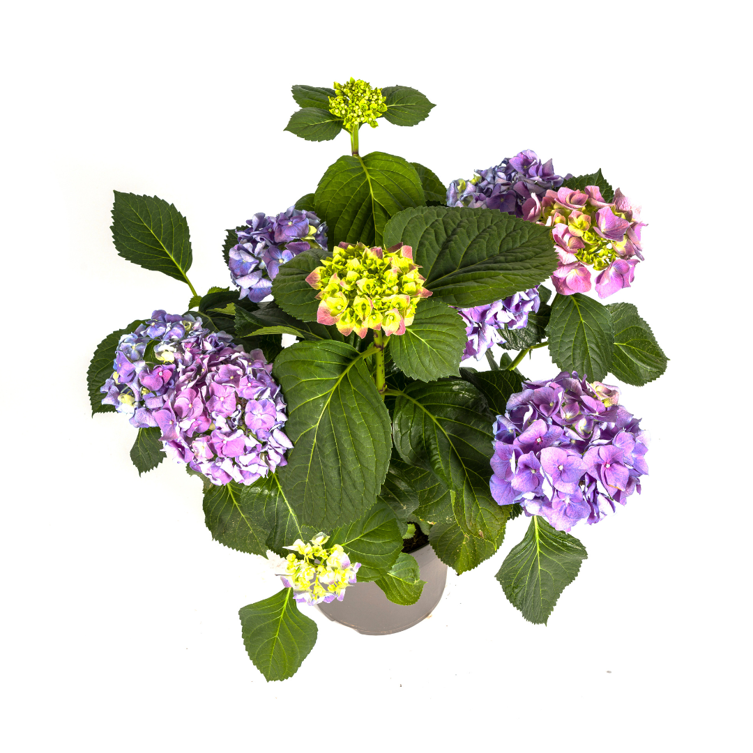 Hydrangea macrophylla 'Blue' (Hortensie) – Ø 24 cm, 70–80 cm hoch – Bild 4