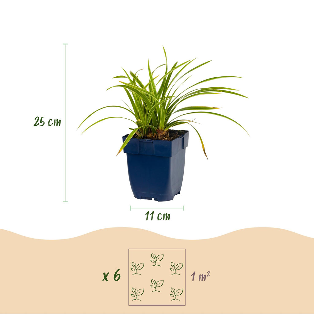 Carex morrowii 'Ice Dance' (Japanese sedge) – Ø11 cm, 15–25 cm high – photo 3