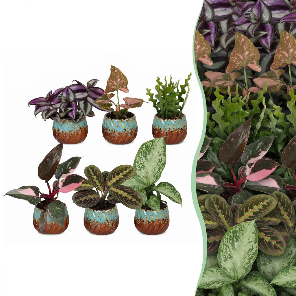 6× Surprise box of houseplants incl. Copper Reef – Ø6 cm, 5–15 cm tall