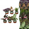 6× Surprise box of houseplants incl. Copper Reef – Ø6 cm, 5–15 cm tall