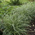 Carex morrowii 'Ice Dance' (starr) – 60 plantor, Ø9 cm, 10–25 cm hög