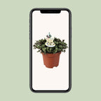 Callisia Repens – Ø12 cm, 17 cm høj