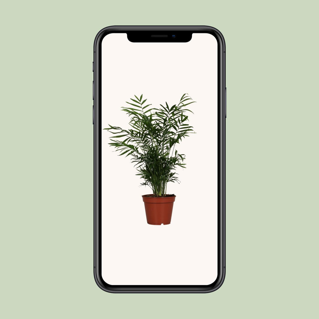 Chamaedorea elegans (bergpalm) – Ø17 cm, 55 cm hoog