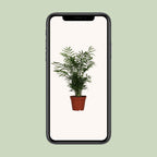 Chamaedorea elegans (bergpalm) – Ø17 cm, 55 cm hoog