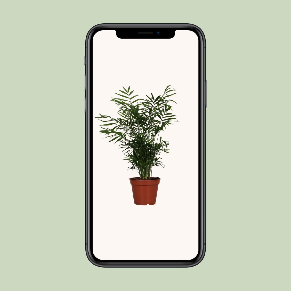 Chamaedorea elegans (bergpalm) – Ø17 cm, 55 cm hoog