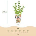 Ribes uva-crispa 'Hinnonmaki Rod' (Stachelbeere) – 3 Pflanzen, Ø9 cm, 35 cm hoch