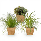 3× Callisia med kurv – Ø12 cm, 20 cm høj