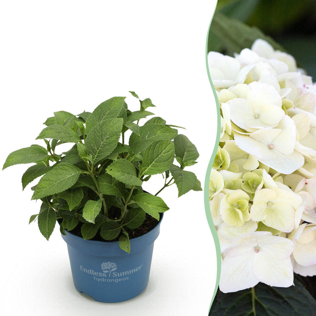 Hydrangea 'Endless Summer The Bride' (Hortensie) – weiß – Ø 14 cm, 20–25 cm hoch