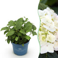 Hydrangea 'Endless Summer The Bride' (Hortensie) – weiß – Ø 14 cm, 20–25 cm hoch