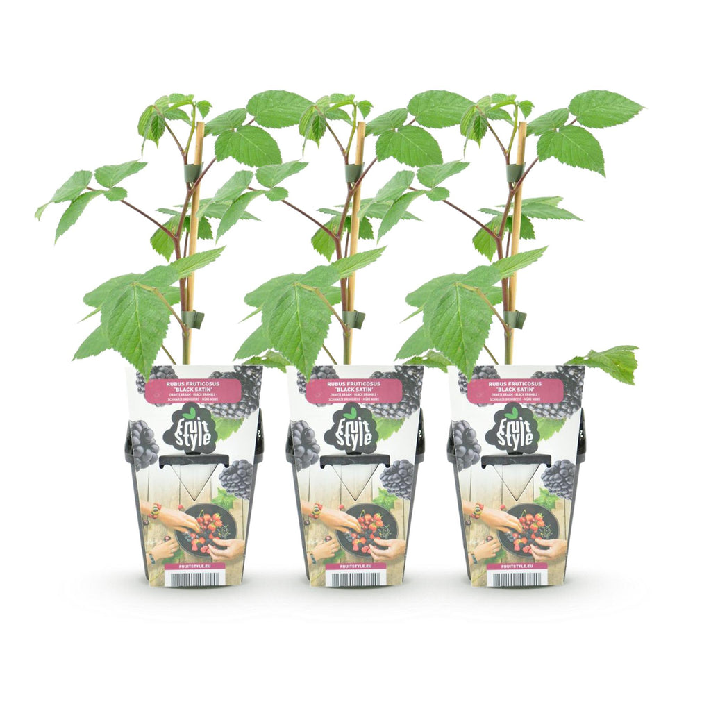 Rubus 'Black Satin' (Brombeere) – 3 Pflanzen, Ø9 cm, 35 cm hoch – Bild 2