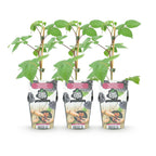 Rubus 'Black Satin' (Brombeere) – 3 Pflanzen, Ø9 cm, 35 cm hoch