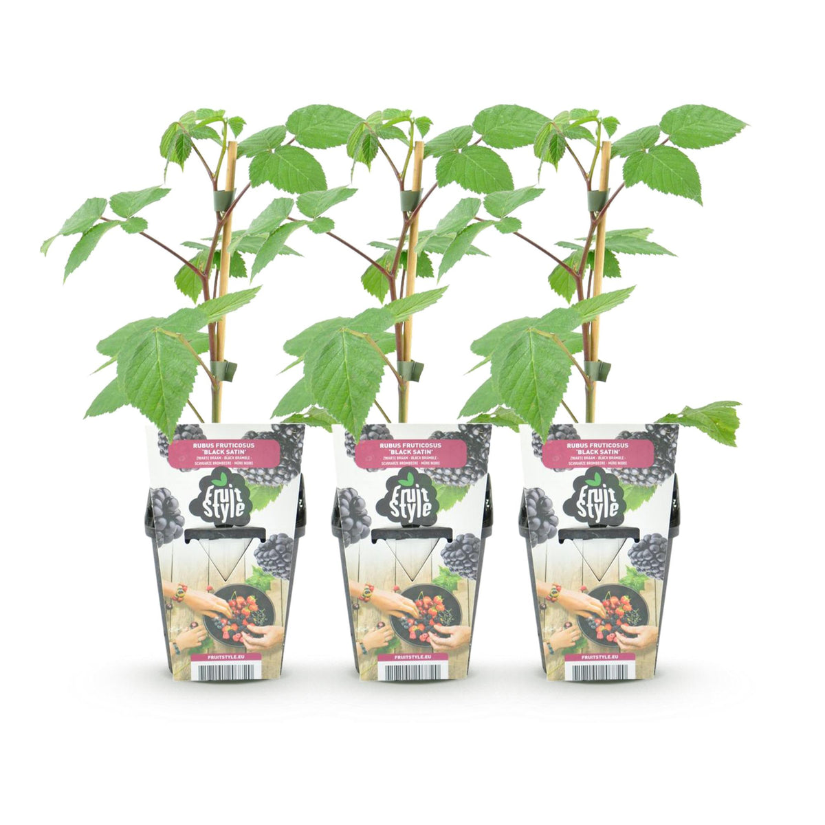 Rubus 'Black Satin' (Brombeere) – 3 Pflanzen, Ø9 cm, 35 cm hoch – Bild 2