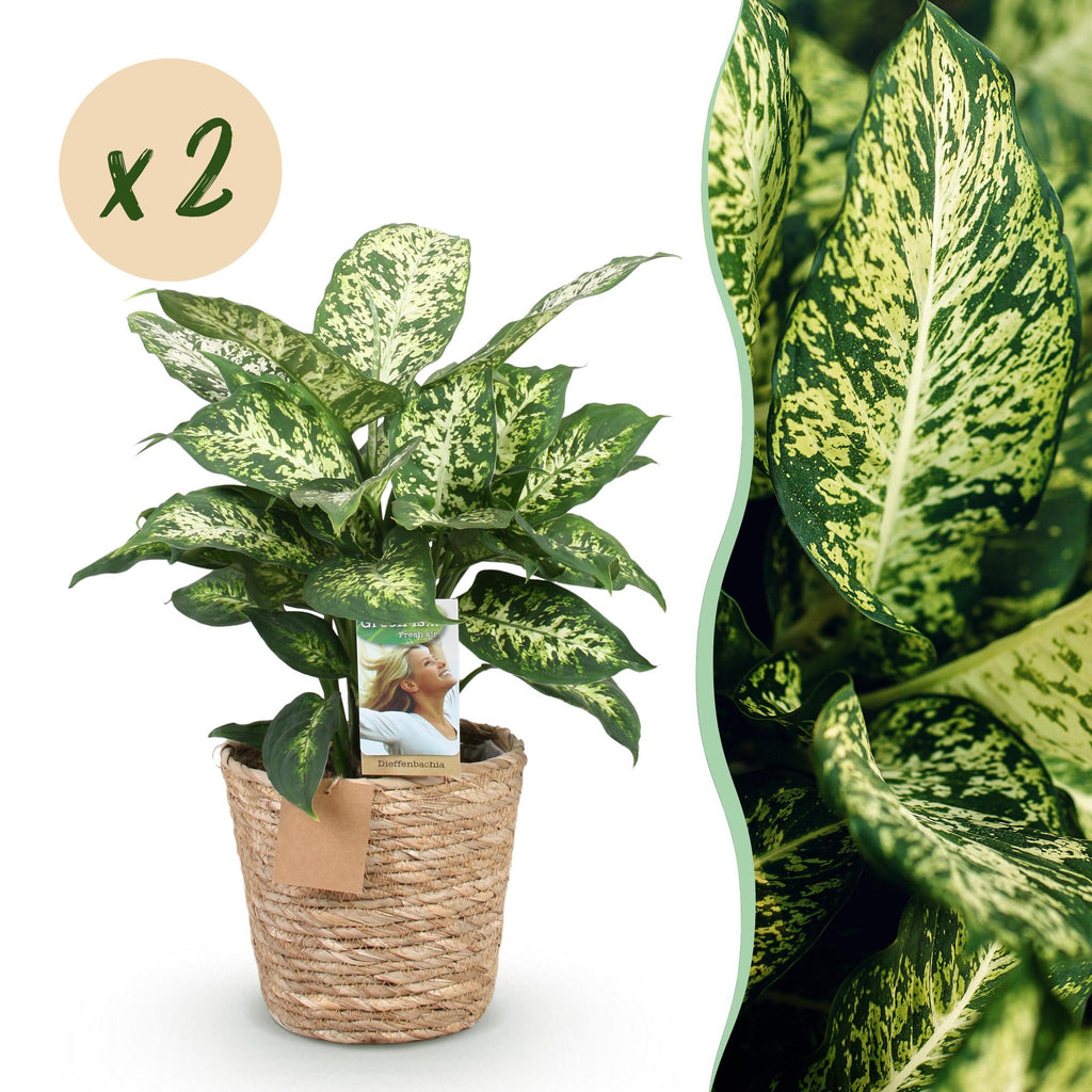 2× Diefenbachia Compacta (Dracaena) met mand – Ø17 cm, 45–50 cm hoog
