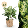 2× Diefenbachia Compacta (Dracaena) met mand – Ø17 cm, 45–50 cm hoog
