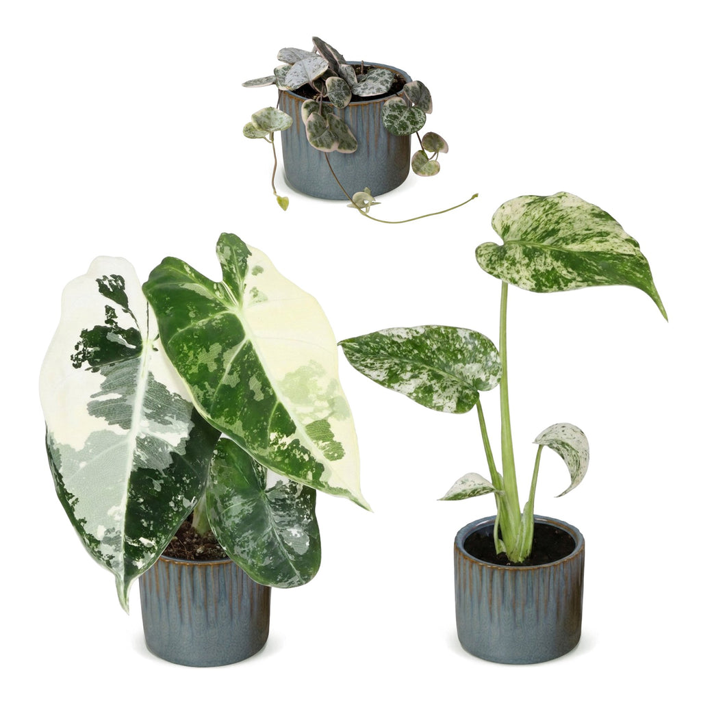 3× Baby-Pflanzen Variegata Mix inkl. Linnea Misty Blue – Ø6 cm, 10–15 cm hoch – Bild 2