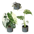 3× Baby-Pflanzen Variegata Mix inkl. Linnea Misty Blue – Ø6 cm, 10–15 cm hoch