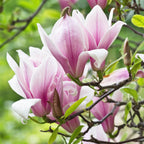 Magnolie 'George Henry Kern' – rosa – 3 Pflanzen, Ø 12 cm, 30 cm hoch
