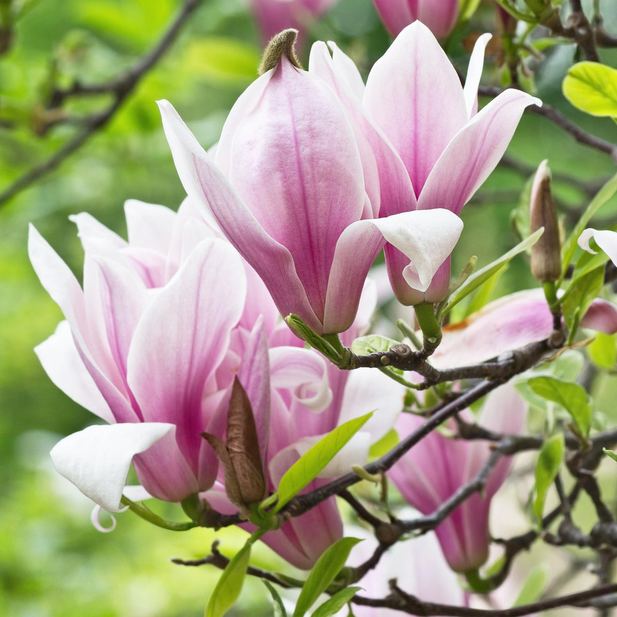 Magnolie 'George Henry Kern' – rosa – 3 Pflanzen, Ø 12 cm, 30 cm hoch – Bild 4