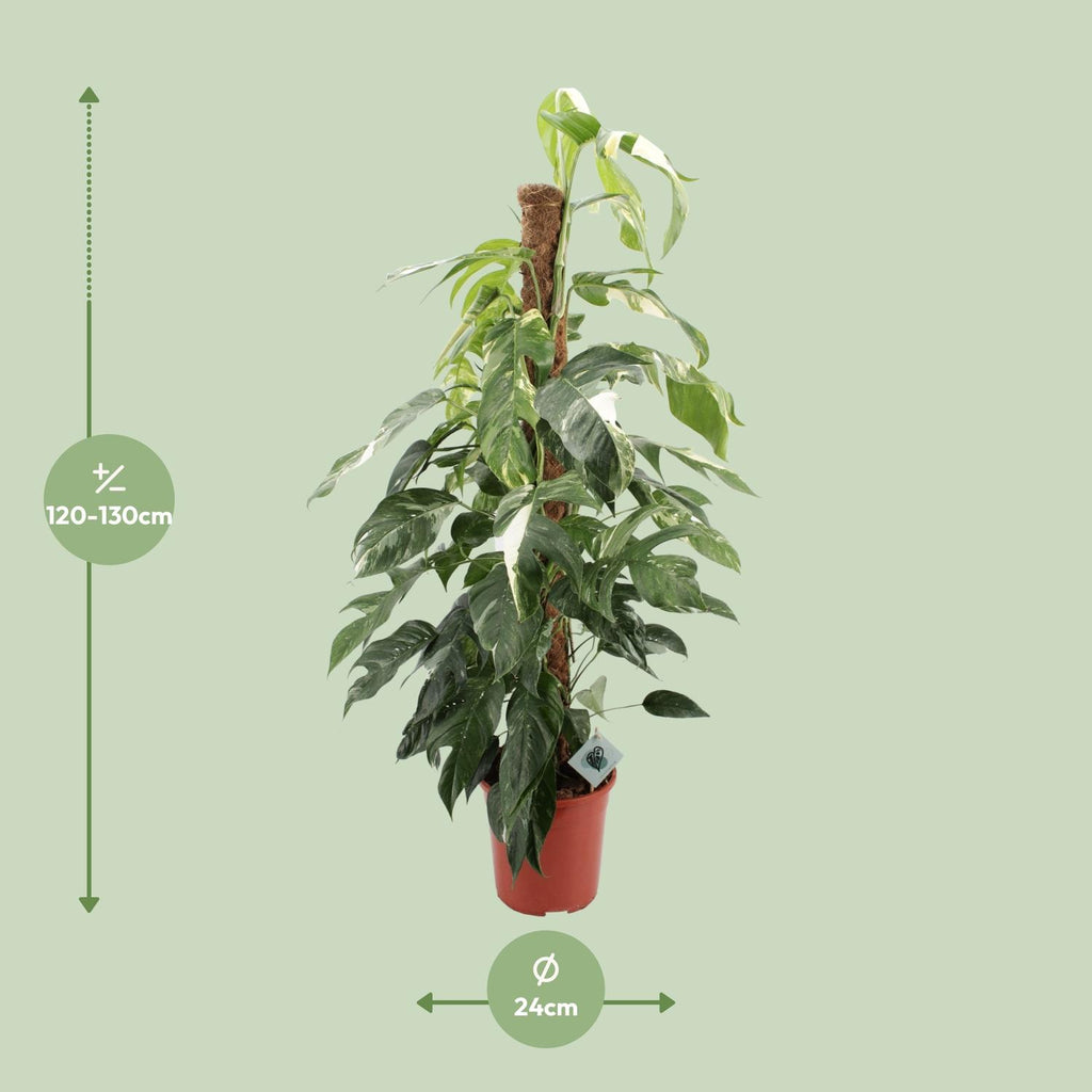 Epipremnum Pinnatum Albo Variegata (scindapsus) – Ø24 cm, 125 cm de haut