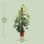 Epipremnum Pinnatum Albo Variegata (scindapsus) – Ø24 cm, 125 cm de haut
