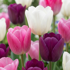 Mélange de tulipes 'Pastel' – 48 bulbes (calibre 11/12)
