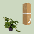 Epipremnum (scindapsus) – Ø12 cm, 25 cm hoch – aureum