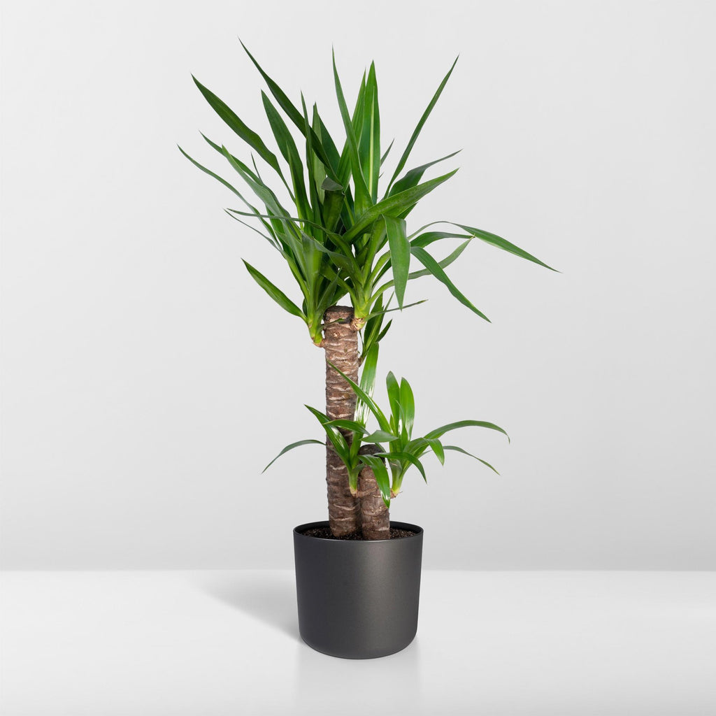 Yucca elephantipes – Ø17 cm, 85 cm hoog