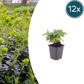 Euphorbia amygdal. 'Robbiae' (asclépiade) – 12 plantes, Ø9 cm, 10–25 cm de haut