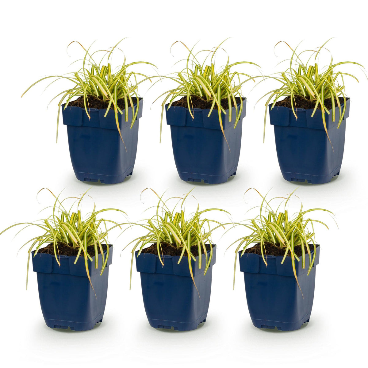 Carex oshimensis 'Evergold' (Japanse zegge) – 6 planten, Ø11 cm, 15–25 cm hoog