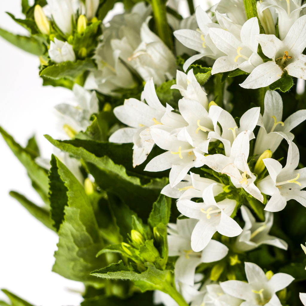 Campanula 'Glomerata Genti White' (bellflower) – Ø19 cm, 30–40 cm high – photo 3
