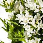 Campanula 'Glomerata Genti White' (bellflower) – Ø19 cm, 30–40 cm high