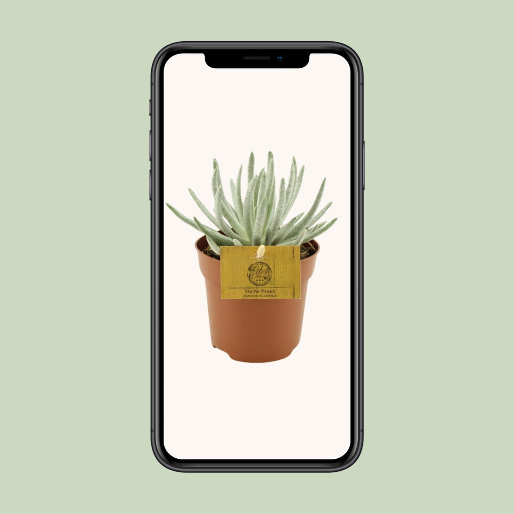 Senecio Scaposus (ærteplante) – Ø10 cm, 15 cm høj