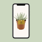 Senecio Scaposus (ærteplante) – Ø10 cm, 15 cm høj