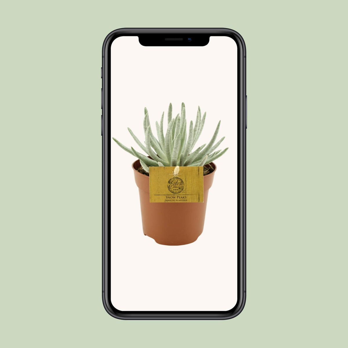 Senecio Scaposus (ærteplante) – Ø10 cm, 15 cm høj