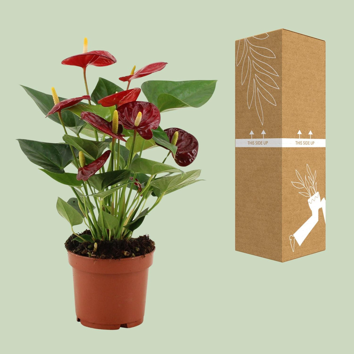 Anthurium Calon in transparenter Folie (Flammenlilie) – Ø 12 cm, 36 cm hoch