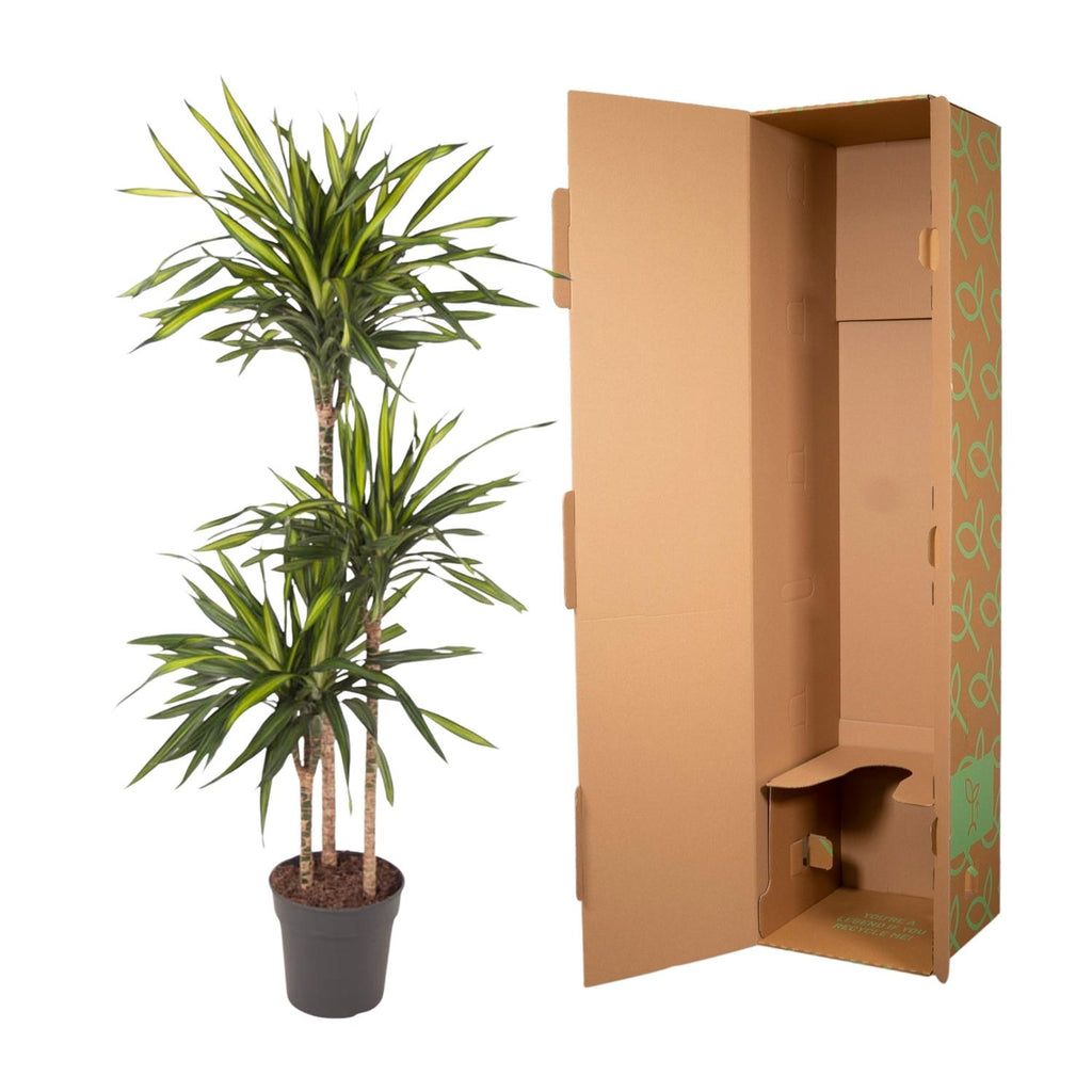 Dracaena Riki (Drachenbaum) – Ø 24 cm, 140 cm hoch