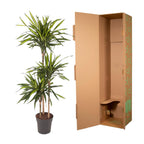 Dracaena Riki (Drachenbaum) – Ø 24 cm, 140 cm hoch
